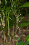 Sharpscale sedge